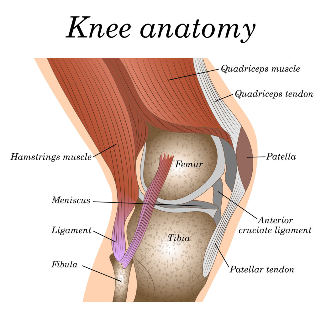 anatomie van de knie